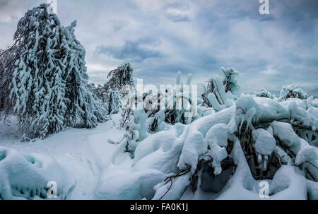 Vereiste Bäume am Ufer des Lake Superior abgebildet Felsen, Michigan Stockfoto