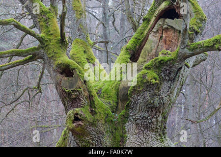 Alte Eiche Bartus Naturdenkmal in Bory Borów Forest National Park Stockfoto