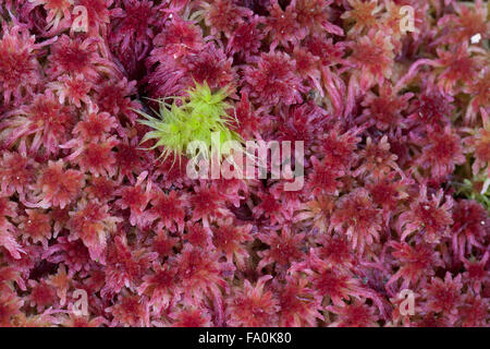 Lila und grüne Torfmoos close-up, Sphagnum magellanicum Stockfoto