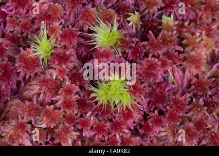 Lila und grüne Torfmoos close-up, Sphagnum magellanicum Stockfoto