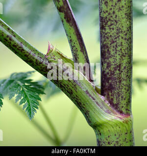 Schierling (Conium Maculatum) Stiel lila Flecken zeigen. Der Stamm der giftigen Schierling Pflanze mit lila Flecken Stockfoto