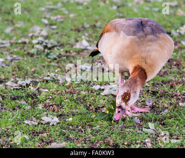 Nilgans (Alopochen Aegyptiaca) Weiden. Eine Zier Vogel Fütterung in der Nähe der Serpentine im Hyde Park, London, UK Stockfoto