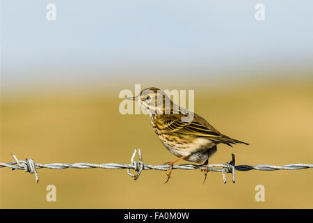 Eine Wiese Pieper (Anthus Pratensis) sitzt auf einem Stacheldrahtzaun; Isle of North Uist Schottland, Vereinigtes Königreich Stockfoto