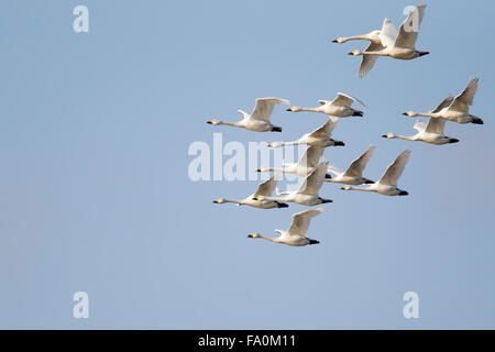 Singschwäne (Cygnus Cygnus) als eine kleine Herde vor einem blauen Himmel fliegen; Norfolk England UK Stockfoto