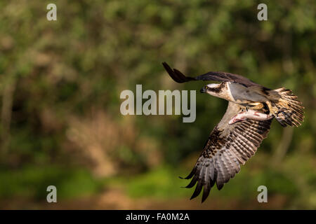 Fischadler (Pandion Haliaetus) mit einer Regenbogenforelle (Oncorhynchus Mykiss); Aviemore Schottland, Vereinigtes Königreich Stockfoto