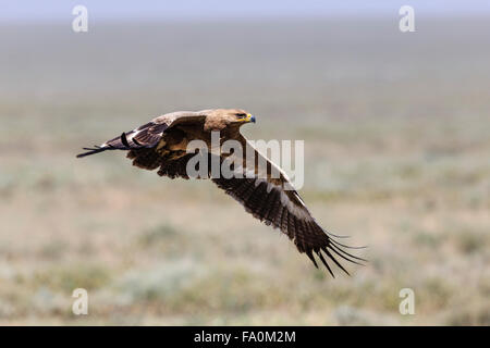 Tawny Adler (Aquila Rapax) im Flug; Serengeti Tansania Stockfoto