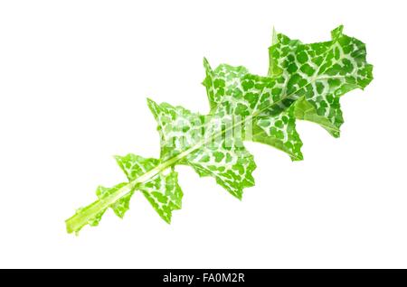 Kraut Milch Mariendistel Silybum Marianum auf weißem Hintergrund Stockfoto