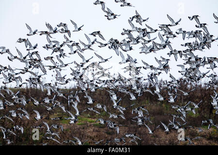 Austernfischer (Haematopus Ostralegus) im Flug; Norfolk, England, Vereinigtes Königreich Stockfoto