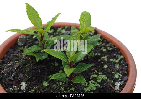 Lorbeer-Pflanze in Topf isoliert auf weißem backrgound Stockfoto