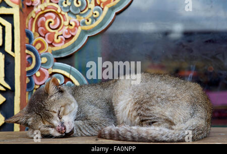 Eine wilde Katze, die ein Nickerchen auf einer Bank mit einem Fenster mit buddhistischen Holz arbeiten im Hintergrund. Stockfoto