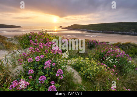 Wilde Blumen wachsen zwischen den Dünen in Crantock, Cornwall Stockfoto
