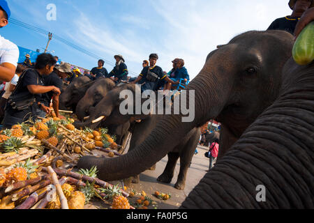 Viele Elefanten mit Trunks, Fütterung auf Sortiment an Obst und Zucker Stöcke an Elefanten Frühstücksbuffet am Surin Roundup Stockfoto
