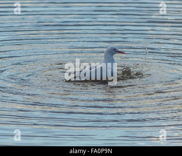 Möwe, verursacht Wellen durch Baden im Wasser Stockfoto