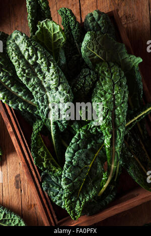 Bio Green Lacinato Kale essfertig Stockfoto