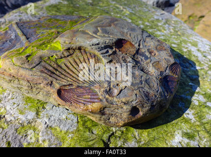 Shell-Fossilien in den Jura Felsen, Skinningrove North Yorkshire Stockfoto