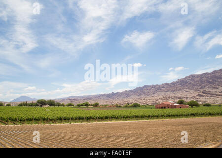 Angastaco, Argentinien - 13. November 2015: Foto des Weinguts Bodega El Cese auf der Route 40 im Nordwesten Argentiniens. Stockfoto