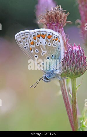 Unterseite der Gemeinsamen Blauer Schmetterling Polyommalus Ikarus auf einer Blume Kopf in der englischen Landschaft UK Stockfoto