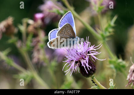 Unterseite der Gemeinsamen Blauer Schmetterling Polyommalus Ikarus auf einer Blume Kopf in der englischen Landschaft UK Stockfoto