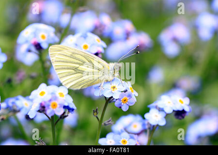 Grün Geaderten weiß Pieris napi Schmetterling auf Blüte in einem englischen Cottage Garden Stockfoto