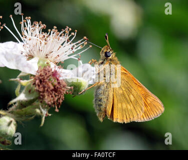 Große Skipper Ochlodes venata Schmetterling am Dornbusch Blüte in der englischen Landschaft Stockfoto