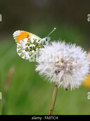 Orange Spitze Schmetterling Anthocharis Kardamine in der englischen Landschaft in Frühling auf einem Löwenzahn Kopf