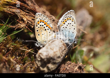 Zwei Paar Silbernasen mit Blauschmetterlingen Plebejus argus, die sich auf dem Prees Heath Naturreservat in der Nähe von Whitchurch Shropshire England paaren Stockfoto