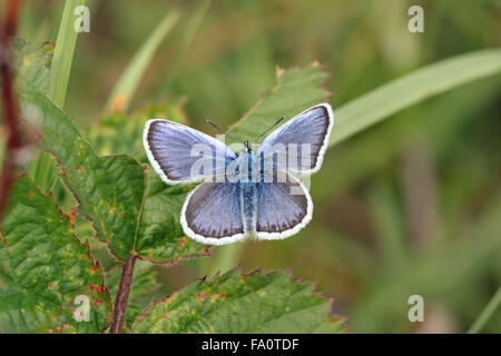 Der silberbesetzte Blauschmetterling Plebejus argus im Naturschutzgebiet „Butterfly“ besaß das Naturschutzgebiet „Prees Heath“ in der Nähe von Whitchurch Shropshire England Stockfoto