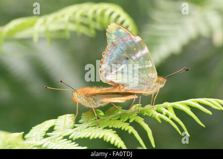 Zwei versilberte frittilläre Argynnis-Paphia-Schmetterlinge, die sich auf Bracken im Bentley-Holz in der Nähe von Salisbury Wiltshire England verpaaren Stockfoto