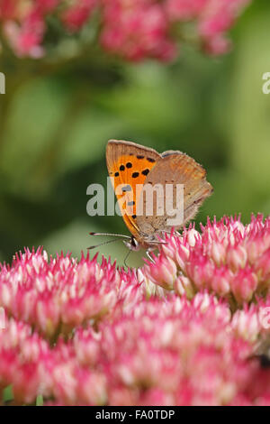 Die Unterseite der kleine Schmetterling Lycaena phlaeas Kupfer auf Sedum spectabile Blüte in der englischen Herbst England Großbritannien Stockfoto