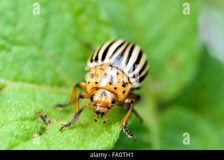 Kartoffelkäfer (Leptinotarsa Decemlineata) auf Kartoffelpflanze Stockfoto