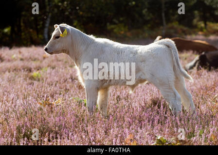 Kühe im New Forest, Dorset, Großbritannien, Europa Stockfoto