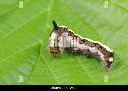 Caterpillar Insekt Euproctis Similis auf Blatt Hintergrund Stockfoto