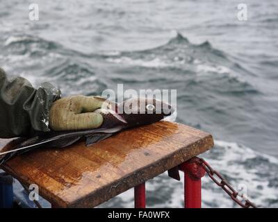 Arbeitnehmers Hände schneiden Fisch am Meer Hintergrund Stockfoto