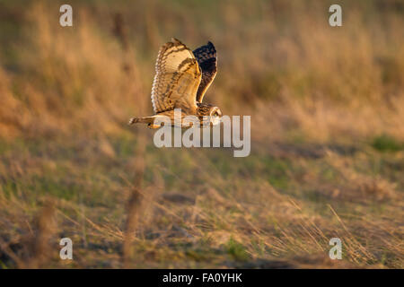 Sumpfohreule, Asio Flammeus, Stockfoto