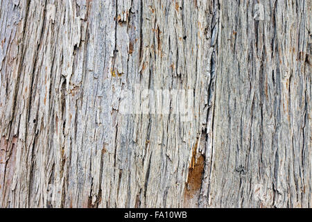 Rinde eines alten Baumes Kiefer Stockfoto
