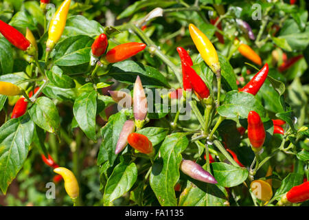 Rote und gelbe Paprika wächst auf einem Strauch Stockfoto