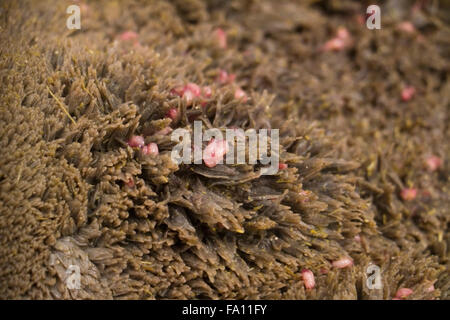 Rinder Pansen Fluke Befall bei Rindern Stockfoto