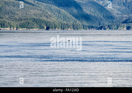 Walbeobachtungen Im Glacial Bay National Park #3 Während Einer Bootstour Im Juli Nach Alaska Stockfoto