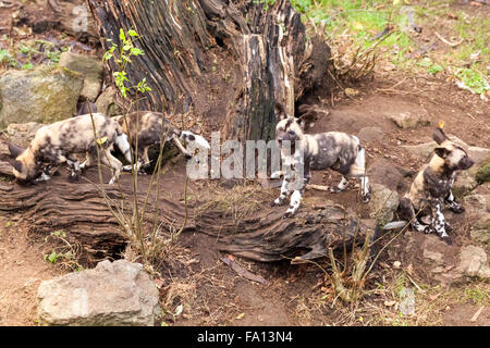 ZSL London Zoo, London, 19. Dezember 2015. Ein Wurf 11 Jagd Hund (LYKAON Pictus), eine Art als gefährdet eingestuft, in der Wildnis und der erste Wurf bei ZSL in fast 80 Jahren geboren werden macht man seine erste Ausflüge in das Gehäuse mit Mama Branca und Papa Kruger. Der Wurf wurde in der Jagd-Hund-Höhlen von der Mutter für rund 10 Wochen seit ihrer Geburt im Oktober versteckt. Bildnachweis: Imageplotter/Alamy Live-Nachrichten Stockfoto