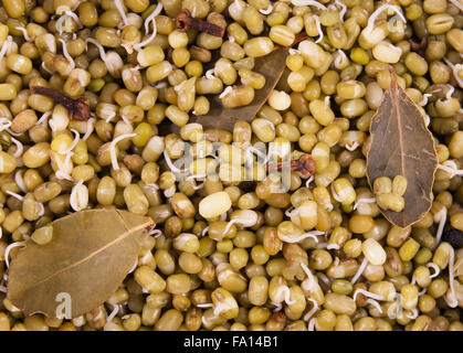 Mungbohnen gekeimten Sprossen (gekochte Moong) Stockfoto