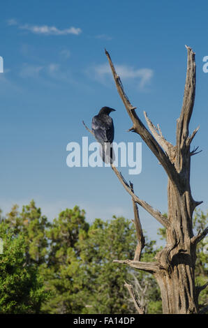 Ein schwarzer Rabe thront in einem kahlen Baum in einem Park in Colorado in der Nähe von Durango Stockfoto