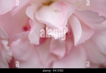 Schuss von eine rosa Rose in einem englischen Garten hautnah Stockfoto