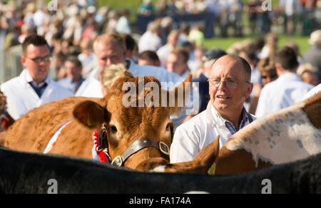 Zeigt Rinder auf der Messe Westmorland County in der Nähe von Kendale, Cumbria, UK Stockfoto