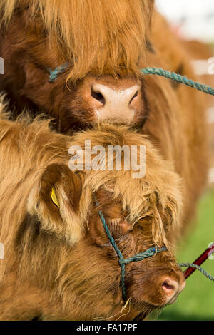 Highland Kuh und Kalb bei einer Landwirtschaftsausstellung, Cumbria, UK. Stockfoto