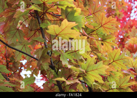 CARDIFF, VEREINIGTES KÖNIGREICH. 7. Oktober 2015. ein Baum wird im Herbst fotografiert. Die Blätter sind braun drehen. © Catherine Lothian Stockfoto