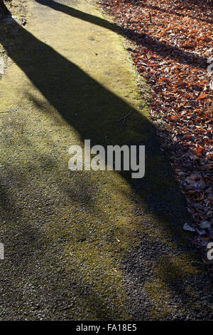 Moosbedeckten asphaltierten Weg mit Baum Schatten im Spätherbst. Stockfoto