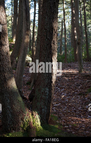 Ländliche Wald im späten Herbst-Saison, Savoy, Massachusetts. Stockfoto