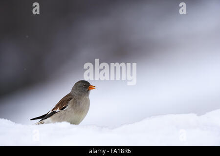 Weiß-winged Snowfinch fotografiert im Winter auf Schnee Stockfoto