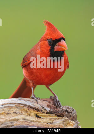 Nördliche Kardinal thront auf einem Baumstamm Stockfoto