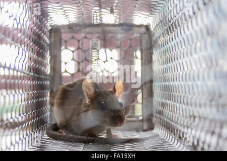 Nahaufnahme von ängstlich Ratte gefangen und in Metall-Käfig gefangen Stockfoto